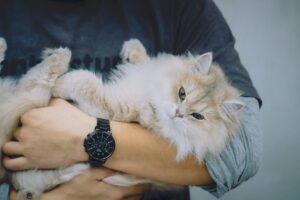 The Air Picks People Use for Cat Owners