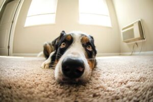 9 Best Air Purifiers for Pet Odors in 2026