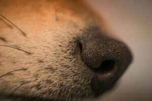 The Clean Air Tip That Helps With Dog Odors