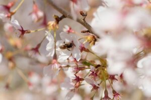 5 Best Air Purifiers for Pollen Allergies in 2026