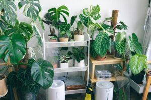 5 Best Small Purifiers for Entryways in 2026