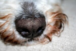 How to Keep Bedrooms Smelling Better After Pets