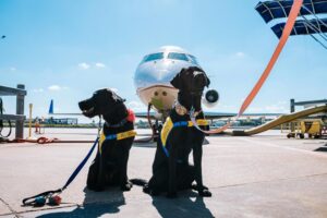 The Clean Air Tip That Helps Near Pets