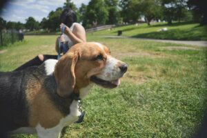 Why Pet Friendly Apartments Need Better Air