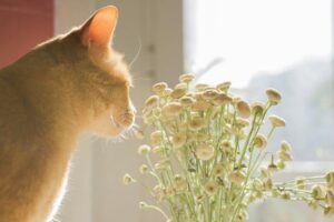 Why Small Rooms Hold Pet Smells Longer